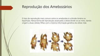 Reprodução dos Amebozários
O tipo de reprodução mais comum entre os ameboides é a divisão binária ou
bipartição. Nessa forma de reprodução assexuada a célula divide-se ao meio, dando
origem a duas células-filhas com a mesma informação genética da célula-mãe.
 