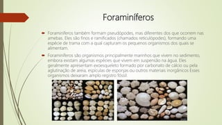 Foraminíferos
 Foraminíferos também formam pseudópodes, mas diferentes dos que ocorrem nas
amebas. Eles são finos e ramificados (chamados reticulópodes), formando uma
espécie de trama com a qual capturam os pequenos organismos dos quais se
alimentam.
 Foraminíferos são organismos principalmente marinhos que vivem no sedimento,
embora existam algumas espécies que vivem em suspensão na água. Eles
geralmente apresentam exoesqueleto formado por carbonato de cálcio ou pela
aglutinação de areia, espículas de esponjas ou outros materiais inorgânicos Esses
organismos deixaram amplo registro fóssil.
 