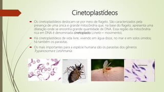 Cinetoplastídeos
 Os cinetoplastídeos deslocam-se por meio de flagelo. São caracterizados pela
presença de uma única e grande mitocôndria que, na base do flagelo, apresenta uma
dilatação onde se encontra grande quantidade de DNA. Essa região da mitocôndria
rica em DNA é denominada cinetoplasto (cineto = movimento).
 Há cinetoplastídeos de vida livre, vivendo em água doce, no mar e em solos úmidos;
há também os parasitas.
 Os mais importantes para a espécie humana são os parasitas dos gêneros
Trypanosoma e Leishmania.
 
