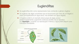 Euglenófitas
 As euglenófitas têm como representante mais conhecido o gênero Euglena
 As euglenas são algas unicelulares que se locomovem por meio de um flagelo e
vivem principalmente em água doce, mas também em água salgada.
 A Euglena viridis é um exemplo desse grupo de algas, possui
predominantemente o pigmento verde da clorofila. Ela se reproduz
por bipartição e, quando sua reprodução é intensa, a água pode adquirir uma
coloração esverdeada.
 