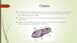 Ciliados
 Os ciliados são protozoários dotados de cílios, estruturas utilizadas na locomoção
e, em alguns casos, na filtragem do alimento. Ocorrem na água doce, no mar e
em ambientes terrestres úmidos.
 É nesse grupo que se encontra a maior diversidade de espécies entre os
protozoários.
 Existem representantes predadores, outros que se alimentam de algas e há,
também, parasitas e filtradores de partículas.
 