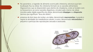  No paramécio, a ingestão de alimento ocorre pelo citóstoma, estrutura que tem
localização fixa na célula. No citóstoma formam-se os vacúolos alimentares
(fagossomos), que se desprendem para dentro do citoplasma, onde se fundem com
os lisossomos e, já como vacúolos digestivos, circulam pelo interior da célula
movidos pelas região específica da célula, denominada citopígeo ou citoprocto
(termos que significam “ânus de célula”).
 presença de dois tipos de núcleo: um deles, denominado macronúcleo, é grande e
regula as atividades do metabolismo celular; o outro, denominado micronúcleo, é
pequeno e participa das reproduções sexuada e assexuada.
 