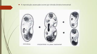  A reprodução assexuada ocorre por divisão binária transversal.
 