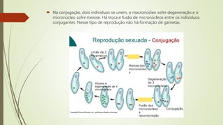  Na conjugação, dois indivíduos se unem, o macronúcleo sofre degeneração e o
micronúcleo sofre meiose. Há troca e fusão de micronúcleos entre os indivíduos
conjugantes. Nesse tipo de reprodução não há formação de gametas.
 
