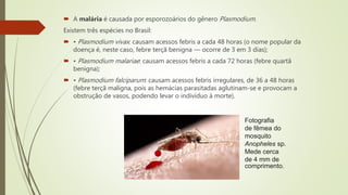  A malária é causada por esporozoários do gênero Plasmodium.
Existem três espécies no Brasil:
 • Plasmodium vivax: causam acessos febris a cada 48 horas (o nome popular da
doença é, neste caso, febre terçã benigna — ocorre de 3 em 3 dias);
 • Plasmodium malariae: causam acessos febris a cada 72 horas (febre quartã
benigna);
 • Plasmodium falciparum: causam acessos febris irregulares, de 36 a 48 horas
(febre terçã maligna, pois as hemácias parasitadas aglutinam-se e provocam a
obstrução de vasos, podendo levar o indivíduo à morte).
Fotografia
de fêmea do
mosquito
Anopheles sp.
Mede cerca
de 4 mm de
comprimento.
 