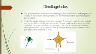 Dinoflagelados
 Esse grupo também é denominado Dinophyta (dino = terrível) ou Pyrrophyta (pyrro
= fogo). A maioria dos dinoflagelados vive no mar, mas existem algumas espécies
de água doce.
 Os dinoflagelados são unicelulares ou coloniais. A forma do corpo é muito variada,
mas em geral têm dois flagelos que se dispõem de modo característico: um deles
circunda a célula, promovendo seu giro como um pião, e o outro volta-se para a
região posterior da célula, fazendo com que ela se desloque para a frente. Fala-se
que esse flagelo “empurra” a célula.
 