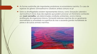  As formas autótrofas são importantes produtoras no ecossistema marinho. É o caso de
espécies do gênero Gimnodinium e Ceratium, ambos comuns no pl
 Entre os dinoflagelados existem representantes tóxicos, como Gonyaulax catenela e
Gymnodinium breve, duas das espécies que podem provocar um fenômeno conhecido
por maré vermelha: sob determinadas condições ambientais, ocorre intensa
proliferação de organismos tóxicos, formando extensas manchas de cor geralmente
avermelhada ou amarelada na superfície do mar e causando grande mortalidade de
peixes e de outros animais marinhos.
 