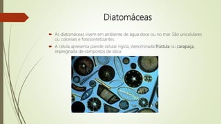Diatomáceas
 As diatomáceas vivem em ambiente de água doce ou no mar. São unicelulares
ou coloniais e fotossintetizantes.
 A célula apresenta parede celular rígida, denominada frústula ou carapaça,
impregnada de compostos de sílica.
 