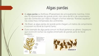 Algas pardas
 As algas pardas ou feofíceas (Phaeophyta) são principalmente marinhas. Entre
elas há representantes de grande porte, com cerca de 60 m de comprimento,
que são conhecidos por kelps e chegam a formar extensas “florestas aquáticas”
nas costas frias e temperadas dos continentes.
 No Brasil, as algas pardas de grande porte chegam a 4 metros de comprimento
e ocorrem no litoral do Espírito Santo.
 Outro exemplo de alga parda comum no Brasil pertence ao gênero Sargassum,
que ocorre em rochas nas regiões entremarés de grande parte do litoral
brasileiro.
 