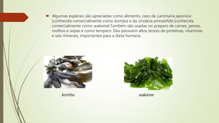 Algumas espécies são apreciadas como alimento, caso da Laminaria japonica
(conhecida comercialmente como kombu) e da Undaria pinnatifida (conhecida
comercialmente como wakame).Também são usadas no preparo de carnes, peixes,
molhos e sopas e como tempero. Elas possuem altos teores de proteínas, vitaminas
e sais minerais, importantes para a dieta humana.
kombu wakame
 