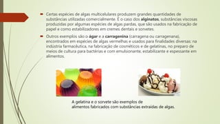  Certas espécies de algas multicelulares produzem grandes quantidades de
substâncias utilizadas comercialmente. É o caso dos alginatos, substâncias viscosas
produzidas por algumas espécies de algas pardas, que são usados na fabricação de
papel e como estabilizadores em cremes dentais e sorvetes.
 Outros exemplos são o ágar e a carragenina (carragena ou carragenana),
encontrados em espécies de algas vermelhas e usados para finalidades diversas: na
indústria farmacêutica, na fabricação de cosméticos e de gelatinas, no preparo de
meios de cultura para bactérias e com emulsionante, estabilizante e espessante em
alimentos.
A gelatina e o sorvete são exemplos de
alimentos fabricados com substâncias extraídas de algas.
 
