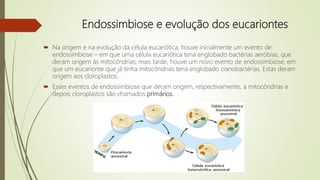 Endossimbiose e evolução dos eucariontes
 Na origem e na evolução da célula eucariótica, houve inicialmente um evento de
endossimbiose – em que uma célula eucariótica teria englobado bactérias aeróbias, que
deram origem às mitocôndrias; mais tarde, houve um novo evento de endossimbiose, em
que um eucarionte que já tinha mitocôndrias teria englobado cianobactérias. Estas deram
origem aos cloroplastos.
 Esses eventos de endossimbiose que deram origem, respectivamente, a mitocôndrias e
depois cloroplastos são chamados primários.
 