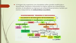  A linhagem dos organismos com cloroplastos sofreu grandes modificações e
diversificação. Enquanto a mitocôndria se originou apenas por endossimbiose
primária, os cloroplastos se originaram por endossimbiose primária e também por
eventos independentes de endossimbiose secundária.
 