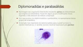 Diplomonadidas e parabasálidas
 Na linhagem dos organismos heterótrofos resultantes apenas da endossimbiose
que originou as mitocôndrias, houve em alguns grupos modificações nessas
organelas, e elas deixaram de realizar a respiração.
 Foi o que ocorreu nos diplomonadidas e parabasálidas; os representantes desses
grupos são anaeróbios.
 O exemplo mais importante de diplomonadidas para a saúde humana é a
Giardia intestinalis (ou G. lamblia), parasita intestinal responsável pela giardíase.
 
