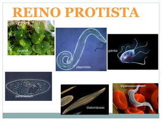 REINO PROTISTA
clorófita
tripanossomo
giárdia
plasmódio
paramecium
diatomáceas
plasmódio
 