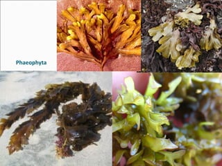 Phaeophyta
Algas pardas
 