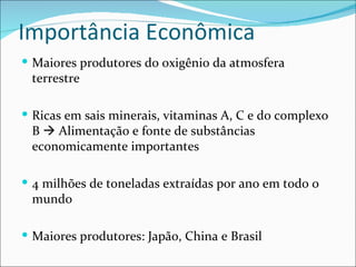 Importância Econômica
 Maiores produtores do oxigênio da atmosfera
 terrestre

 Ricas em sais minerais, vitaminas A, C e do complexo
 B  Alimentação e fonte de substâncias
 economicamente importantes

 4 milhões de toneladas extraídas por ano em todo o
 mundo

 Maiores produtores: Japão, China e Brasil
 