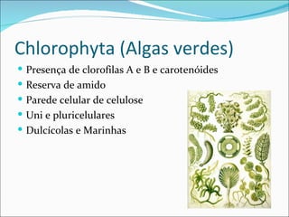 Chlorophyta (Algas verdes)
 Presença de clorofilas A e B e carotenóides
 Reserva de amido
 Parede celular de celulose
 Uni e pluricelulares
 Dulcícolas e Marinhas
 