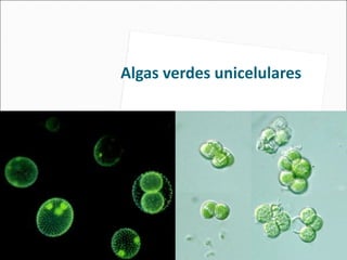 Algas verdes unicelulares
 