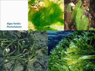 Algas Verdes
Pluricelulares
 