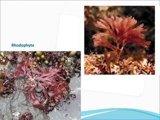 Rhodophyta
 