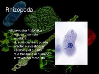 Rhizopoda <ul><li>Ejemplo: Amoeba (Ameba o Amiba) </li></ul><ul><ul><li>Entamoeba histolytica   –  </li></ul></ul><ul><ul>...