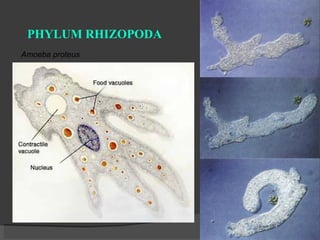 PHYLUM RHIZOPODA Amoeba proteus 
