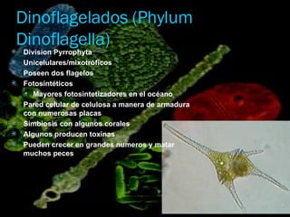 Dinoflagelados (Phylum Dinoflagella) <ul><li>Division Pyrrophyta </li></ul><ul><li>Unicelulares/mixotróficos </li></ul><ul...