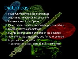 Diatomeas <ul><li>Filum Chrysophyta o Bacillariophyta </li></ul><ul><li>Algas mas numerosas en el océano </li></ul><ul><li...