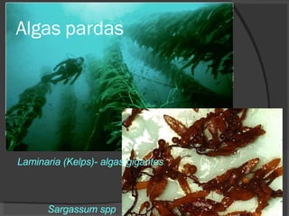 Algas pardas Sargassum spp . Laminaria (Kelps)- algas gigantes 