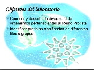 Objetivos del laboratorio <ul><li>Conocer y describir la diversidad de organismos pertenecientes al Reino Protista </li></...