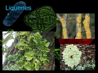 Liquenes <ul><li>Asociación simbiótica entre un hongo, un alga o una cianobacteria. </li></ul>
