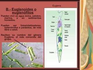 B.- Euglenoides o euglenófitos Pueden vivir en agua dulce, salobre, marina, o en sedimentos húmedos.  Pueden ser fotosintetizadores, heterótrofos o parásitos; de vida libre o sésil.  Reciben su nombre del género Euglena, el más conocido del grupo. Euglena 