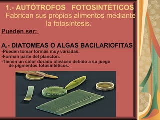 1.- AUTÓTROFOS  FOTOSINTÉTICOS  Fabrican sus propios alimentos mediante la fotosíntesis.  Pueden ser:  A.- DIATOMEAS O ALGAS BACILARIOFITAS -Pueden  tomar formas muy variadas. -Forman parte del plancton. -Tienen un color dorado oliváceo debido a su juego  de pigmentos fotosintéticos. 