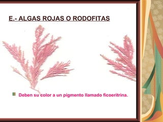 E.- ALGAS ROJAS O RODOFITAS Deben su color a un pigmento llamado ficoeritrina.   