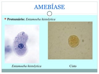AMEBÍASE
Protozoário: Entamoeba histolytica
Entamoeba histolytica Cisto
 