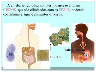 • A ameba se reproduz no intestino grosso e forma
CISTOS, que são eliminados com as FEZES, podendo
contaminar a água e alimentos diversos.
+ FEZES
Tubo Digestivo
 