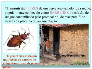 •Transmissão: FEZES de um percevejo sugador de sangue,
popularmente conhecido como BARBEIRO; transfusão de
sangue contaminado pelo protozoário; de mãe para filho
através da placenta ou amamentação.
Casa de pau-a-piqueOs percevejos se alojam
nas frestas de paredes de
chiqueiros e casas de pau-a-
pique.
 