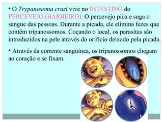 • O Trypanosoma cruzi vive no INTESTINO do
PERCEVEJO (BARBEIRO). O percevejo pica e suga o
sangue das pessoas. Durante a picada, ele elimina fezes que
contêm tripanossomos. Coçando o local, os parasitas são
introduzidos na pele através do orifício deixado pela picada.
• Através da corrente sangüínea, os tripanossomos chegam
ao coração e se fixam.
 