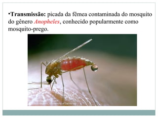 •Transmissão: picada da fêmea contaminada do mosquito
do gênero Anopheles, conhecido popularmente como
mosquito-prego.
 