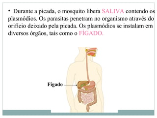 • Durante a picada, o mosquito libera SALIVA contendo os
plasmódios. Os parasitas penetram no organismo através do
orifício deixado pela picada. Os plasmódios se instalam em
diversos órgãos, tais como o FÍGADO.
Fígado
 