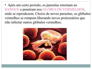• Após um certo período, os parasitas retornam ao
SANGUE e penetram nos GLÓBULOS VERMELHOS,
onde se reproduzem. Cheios de novos parasitas, os glóbulos
vermelhos se rompem liberando novos protozoários que
irão infectar outros glóbulos vermelhos.
 