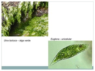 Ulva lactuca – alga verde
Euglena - unicelular
 