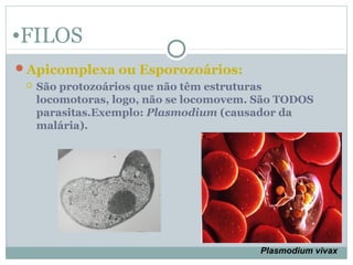 •FILOS
Apicomplexa ou Esporozoários:
 São protozoários que não têm estruturas
locomotoras, logo, não se locomovem. São TODOS
parasitas.Exemplo: Plasmodium (causador da
malária).
Plasmodium vivax
 