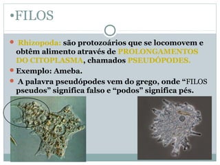 •FILOS
 Rhizopoda: são protozoários que se locomovem e
obtêm alimento através de PROLONGAMENTOS
DO CITOPLASMA, chamados PSEUDÓPODES.
Exemplo: Ameba.
 A palavra pseudópodes vem do grego, onde “FILOS
pseudos” significa falso e “podos” significa pés.
 