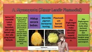 Jamur ini
memiliki
tubuh
tidak
bersekat,
ada yang
bersel satu
dan ada
yang bersel
banyak.
Struktur tubuh
vegetatifnya
berbentuk
seperti lendir
yang disebut
plasmodium
karena
mengandung
banyak sekali
inti dan tidak
dibatasi
dengan
dinding yang
kuat.
Hidup
secara
bebas.
Memiliki
pigmen
berwarna
kuning.
Plasmodi-
um
berinti
banyak.
Jika
lingkungan
lembap,
maka
tubuhnya
bersifat
seperti
plasmodiu-
m.
Jika
lingkungann
y-a kering,
maka akan
berhenti
bergerak
dan
membentuk
tangkai yang
membentuk
sporangium.
DIBUAT OLEH: SALSABILA HARUMI
WICAKSONO
 