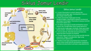 Siklus Jamur Lendir
• 1. Lendir Plasmodium tumbuh dewasa dan
membentuk jaringan agar mendapatkan makanan
dan oksigen lebih banyak
• 2. Pada saat kondisi lingkungan kurang
menguntungkan, plasmodium dewasa membentuk
sporangium bertangkai. Plasmodium dewasa memiliki
kromosom diplois (2n)
• 3. Di dalam sporangium terjadi pembelahan secara
meiosis dan menghasilkan spora yang haploid (n)
• 4. Bila kondisi lingkungan membaik, maka spora akan
berkecambah membentuk sel aktif yang haploid (n)
• 5. Sel-sel aktif tsb. Memiliki bentuk berbeda dan
dapat berubah menjadi sel ameboid
• 6. Terjadi singami antara sel-sel yang memiliki bentuk
yang sama. Singami menghasilkan zigot yang
berkromosom diploid (2n)
• 7. Nukleus (inti) zigot yang diploid (2n) membelah
secara mitosi tanpa disertai pembelahan sitoplasma
membentuk plasmodium pemakan yang diploid (2n).
DIBUAT OLEH: SALSABILA HARUMI
WICAKSONO
 