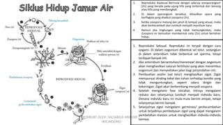 1. Reproduksi Seksual. Reproduksi ini terjadi dengan cara
oogami. Di dalam oogonium dibentuk sel telur, sedangkan
di dalam anteridium tidak terbentuk sel sperma, tetapi
terdapat banyak inti.
2. Jika anteridium bersentuhan/menempel dengan oogonium
akan menghasilkan saluran fertilisasi yang akan menembus
oogonium dan menyediakan jalan bagi perpindahan inti.
3. Pembuahan oosfer (sel telur) menghasilkan zigot. Zigot
mempunyai dinding tebal dan tahan terhadap kondisi yang
tidak menguntungkan, seperti udara dingin dan
kekeringan. Zigot akan berkembang menjadi oospora.
4. Setelah mengalami fase istirahat, intinya mengalami
reduksi dan selanjutnya tumbuh menjadi individu baru.
Dimana individu baru ini mula-mula berinti empat, tetapi
selanjutnya berinti banyak.
5. Selanjutnya zigot mengalami germinasi/ perkecambahan
untuk terjadinya pembebasan zigot yang dapat mengalami
pembelahan meiosis untuk menghasilkan individu-individu
lainnya.
1. Reproduksi Aseksual Bermula dengan adanya zoosporangium
(2n) yang berada pada ujung hifa yang terbentuk dari benang
atau hifa yang membengkak.
2. Di dalam sporangium tersebut, dihasilkan spora yang
berflagela yang disebut zoospora (2n).
3. Ketika zoospora matang dan jatuh di tempat yang sesuai, maka
akan berkecambah dan tumbuh menjadi mycelium baru.
4. Namun jika lingkungan yang tidak memungkinkan, maka
Zoospora ini kemudian membentuk sista (2n) untuk bertahan
hidup.
DIBUAT OLEH: SALSABILA HARUMI
WICAKSONO
 