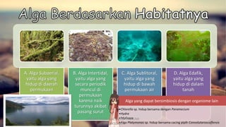 A. Alga Subaerial,
yaitu alga yang
hidup di daerah
permukaan
B. Alga Intertidal,
yaitu alga yang
secara periodik
muncul di
permukaan
karena naik
turunnya akibat
pasang surut
C. Alga Sublitoral,
yaitu alga yang
hidup di bawah
permukaan air
D. Alga Edafik,
yaitu alga yang
hidup di dalam
tanah
Alga yang dapat bersimbiosis dengan organisme lain
•Chlorella sp. hidup bersama dengan Paramecium
•Hydra
•Mollusca
•Alga Platymonas sp. hidup bersama cacing pipih Convolutaroscoffensis
DIBUAT OLEH: SALSABILA HARUMI
WICAKSONO
 