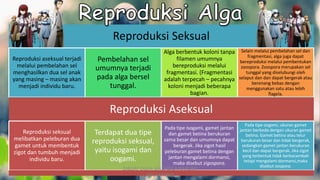 Reproduksi Seksual
Reproduksi aseksual terjadi
melalui pembelahan sel
menghasilkan dua sel anak
yang masing – masing akan
menjadi individu baru.
Pembelahan sel
umumnya terjadi
pada alga bersel
tunggal.
Alga berbentuk koloni tanpa
filamen umumnya
bereproduksi melalui
fragmentasi. (Fragmentasi
adalah terpecah – pecahnya
koloni menjadi beberapa
bagian.
Selain melalui pembelahan sel dan
fragmentasi, alga juga dapat
bereproduksi melalui pembentukan
zoospora. Zoospora merupakan sel
tunggal yang diselubungi oleh
selaput dan dan dapat bergerak atau
berenang bebas dengan
menggunakan satu atau lebih
flagela.
Reproduksi Aseksual
Reproduksi seksual
melibatkan peleburan dua
gamet untuk membentuk
zigot dan tumbuh menjadi
individu baru.
Terdapat dua tipe
reproduksi seksual,
yaitu isogami dan
oogami.
Pada tipe isogami, gamet jantan
dan gamet betina berukuran
sama besar dan umumnya dapat
bergerak. Jika zigot hasil
peleburan gamet betina dengan
jantan mengalami dormansi,
maka disebut zigospora.
Pada tipe oogami, ukuran gamet
jantan berbeda dengan ukuran gamet
betina. Gamet betina atau telur
berukuran besar dan tidak bergerak,
sedangkan gamet jantan berukuran
kecil dan dapat bergerak. Jika zigot
yang terbentuk tidak berkecambah
tetapi mengalami dormansi,maka
disebut oospora.
DIBUAT OLEH: SALSABILA HARUMI
WICAKSONO
 